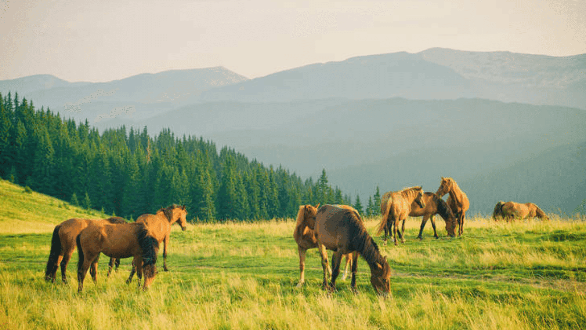 Двоє вершників на конях насолоджуються краєвидом Карпат