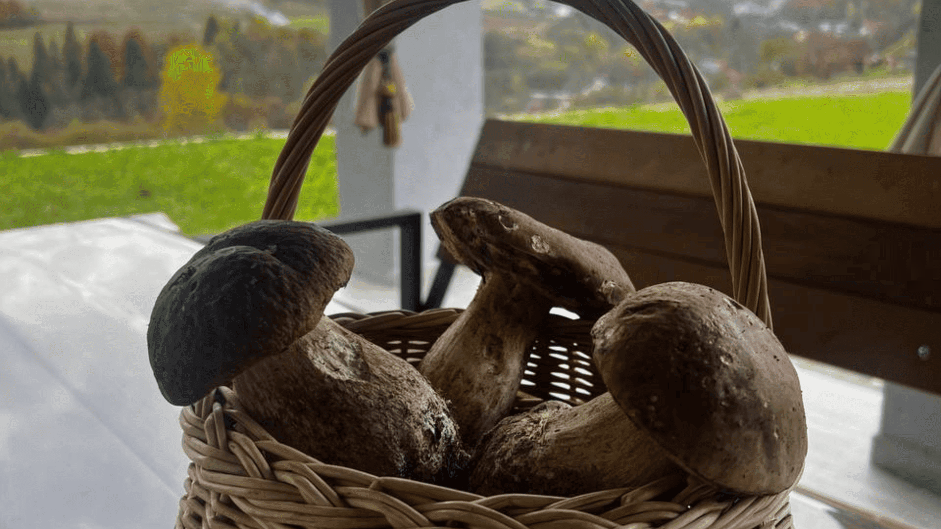 Процес збору диких ягід чорниці в горах