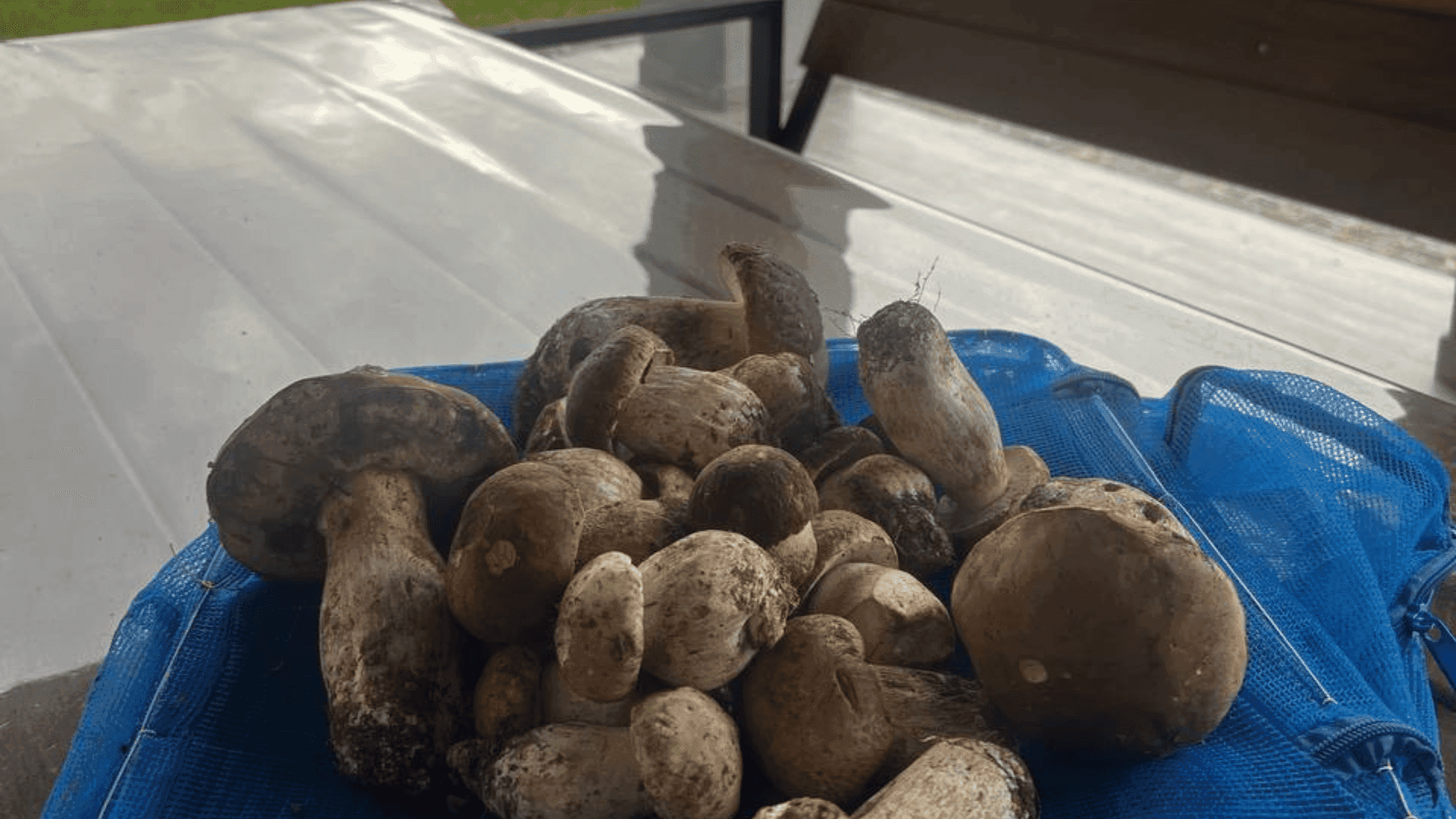 Великий білий гриб росте в траві