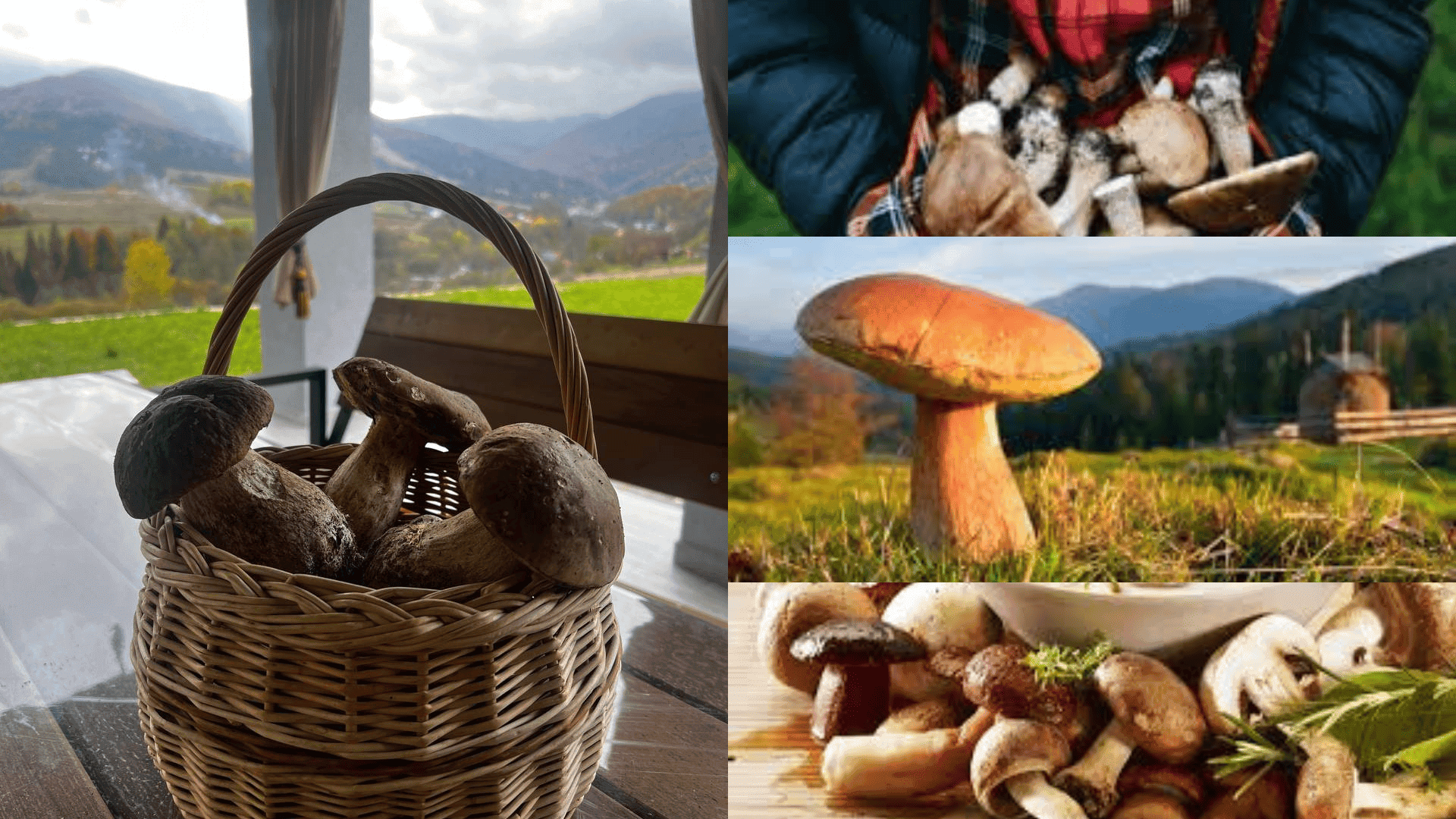 Людина збирає гриби в осінньому лісі