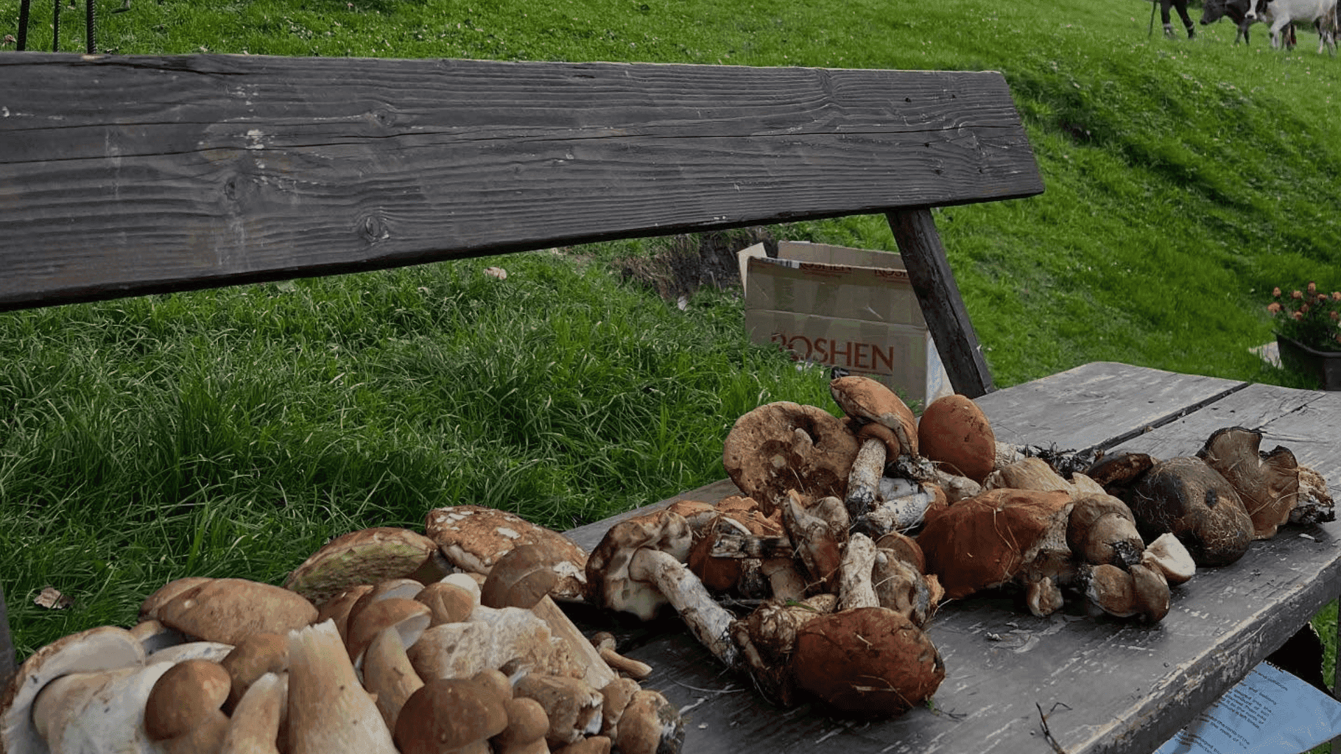 Білі гриби, що ростуть у моху в лісі