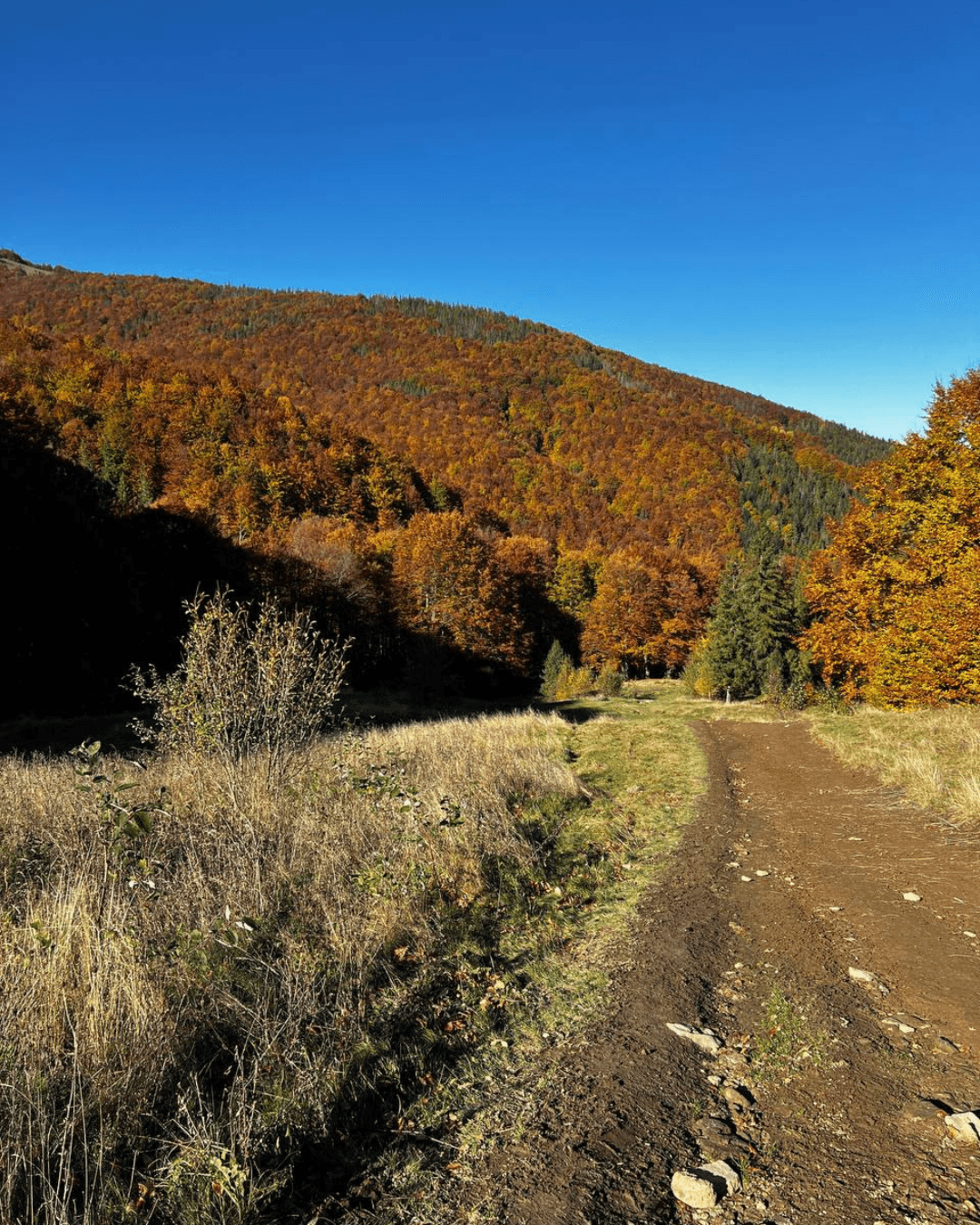 Стежка в осінньому лісі, всипана жовтим листям
