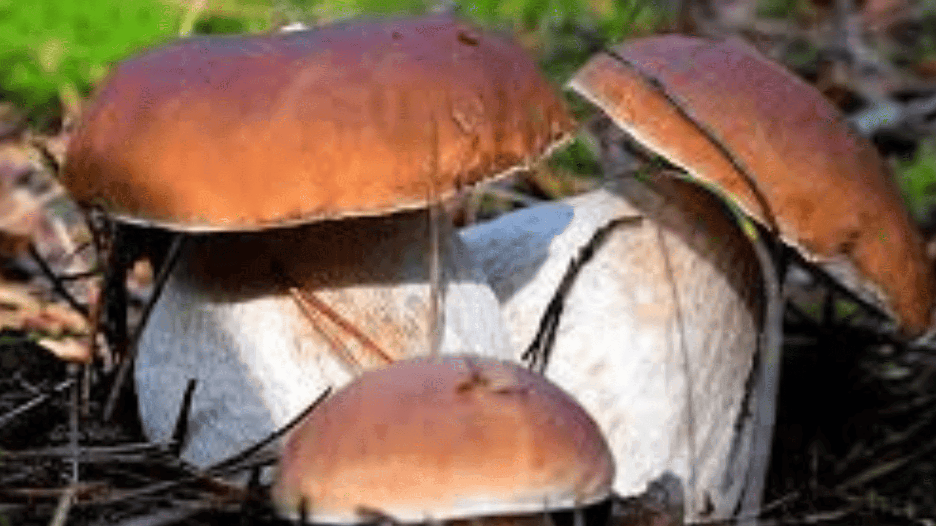 Кошик, повний свіжих білих грибів, зібраних в Карпатах