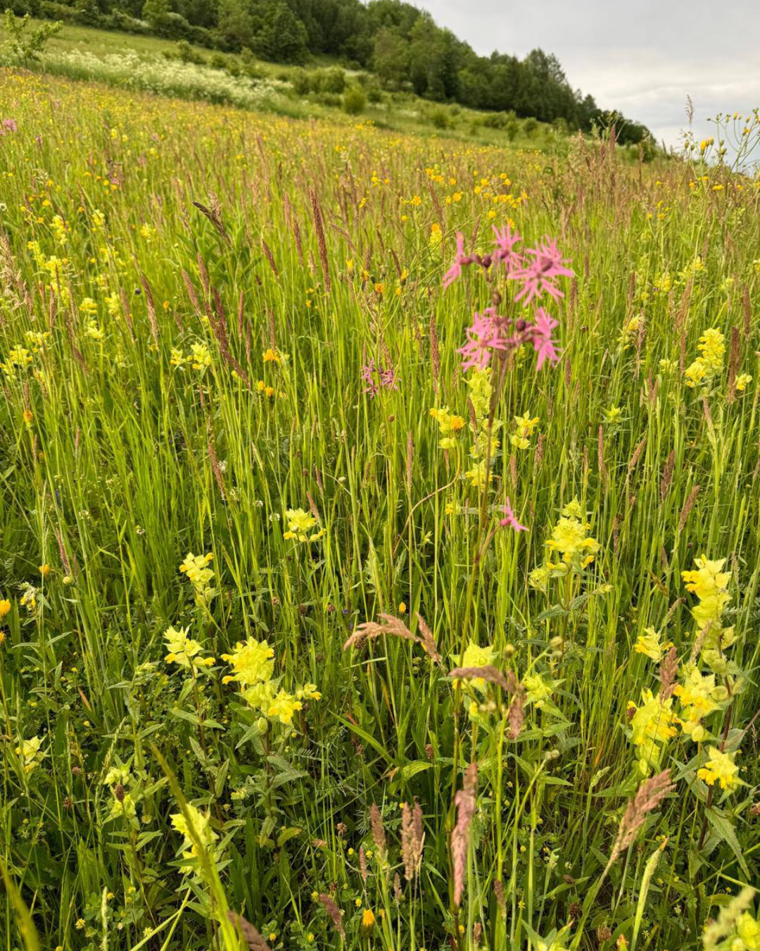 Зона відпочинку на терасі з чудовим видом на літні Карпати.